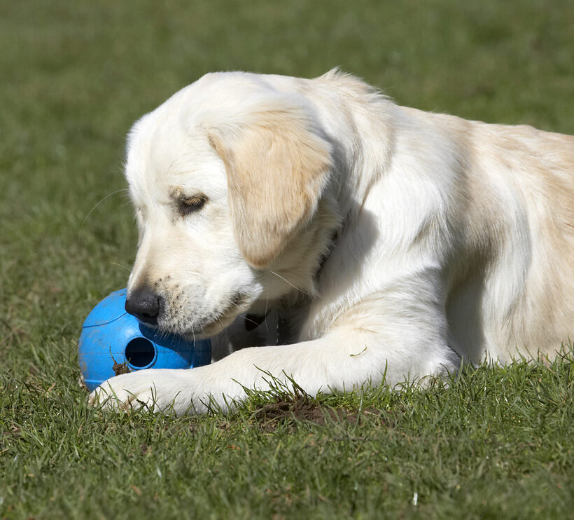 Animal, Animals, Ball, Canine, Canines, Dog, Dogs, Golden Retriever, Hermes, Land Mammal, Land Mammals, Play, Playing, Playtime, Terrestrial Mammal, Terrestrial Mammals