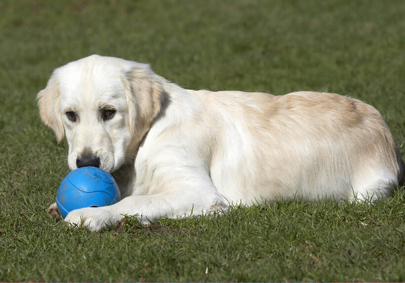 Animal, Animals, Ball, Canine, Canines, Dog, Dogs, Golden Retriever, Hermes, Kiss, Land Mammal, Land Mammals, Play, Playing, Playtime, Terrestrial Mammal, Terrestrial Mammals