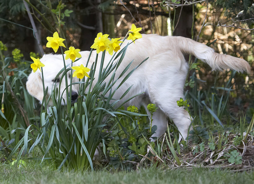 Animal, Animals, Canine, Canines, Daffodils, Dog, Dogs, Flower, Flowers, Golden Retriever, Hermes, Land Mammal, Land Mammals, Play, Playing, Playtime, Terrestrial Mammal, Terrestrial Mammals
