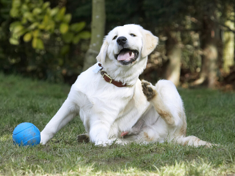 Animal, Animals, Ball, Canine, Canines, Dog, Dogs, Golden Retriever, Hermes, Land Mammal, Land Mammals, Play, Playing, Playtime, Scratch, Scratching, Terrestrial Mammal, Terrestrial Mammals, Tongue
