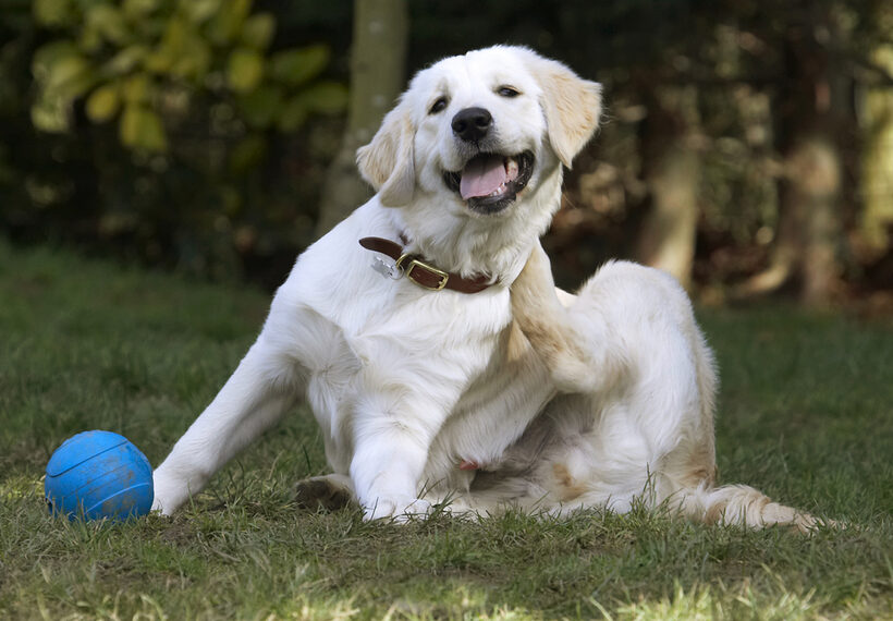 Canines, Land Mammal, Land Mammals, Play, Playing, Playtime, Scratch, Scratching, Smile, Smiling, Terrestrial Mammal, Terrestrial Mammals, Animal, Animals, Ball, Canine, Tongue, Dog, Dogs, Golden Retriever, Hermes