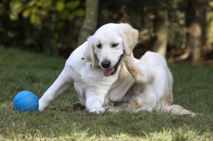 Animal, Animals, Ball, Canine, Canines, Dog, Dogs, Golden Retriever, Hermes, Land Mammal, Land Mammals, Play, Playing, Playtime, Scratch, Scratching, Terrestrial Mammal, Terrestrial Mammals, Tongue