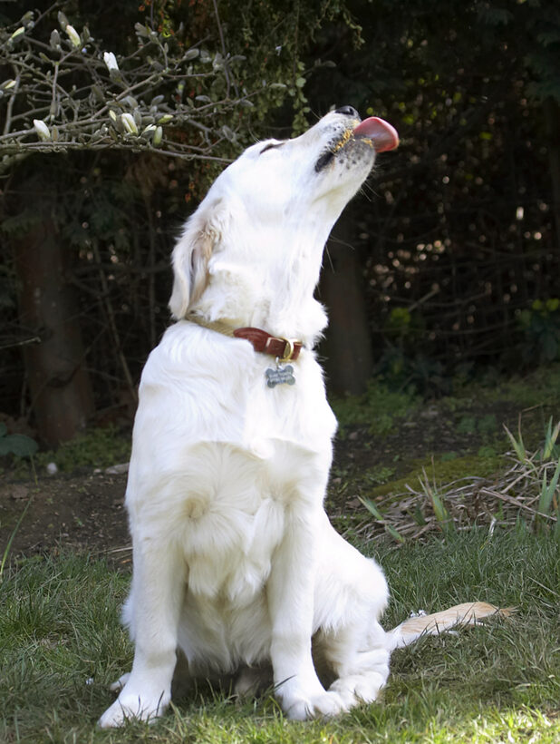 Canines, Playing, Play, Peanut, Land Mammals, Land Mammal, Hermes, Golden Retriever, Dogs, Dog, Animal, Animals, Butter, Canine, Playtime, Sit, Sitting, Terrestrial Mammal, Terrestrial Mammals, Tongue