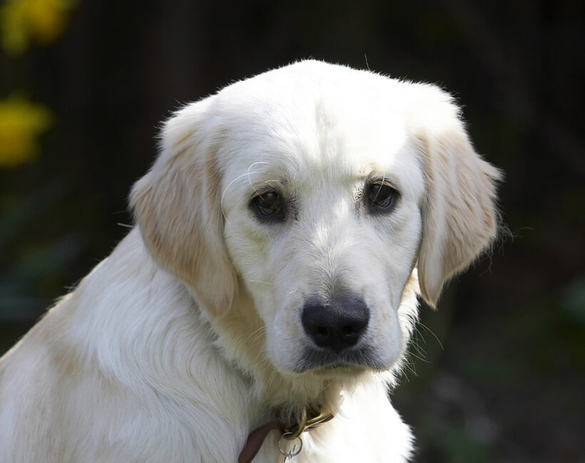 Animal, Animals, Butter, Canine, Canines, Dog, Dogs, Golden Retriever, Hermes, Land Mammal, Land Mammals, Peanut, Play, Playing, Playtime, Terrestrial Mammal, Terrestrial Mammals
