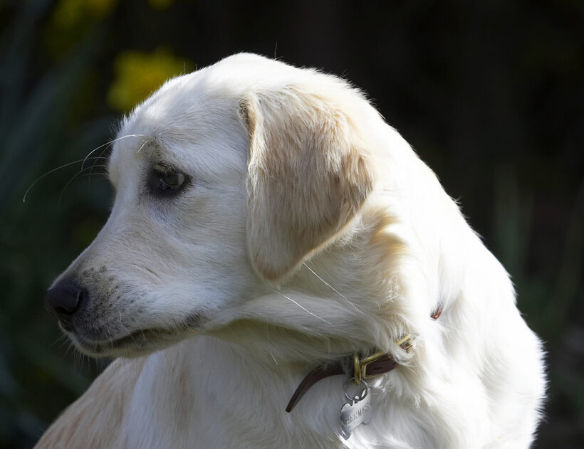 Animal, Animals, Canine, Canines, Dog, Dogs, Golden Retriever, Hermes, Land Mammal, Land Mammals, Play, Playing, Playtime, Terrestrial Mammal, Terrestrial Mammals