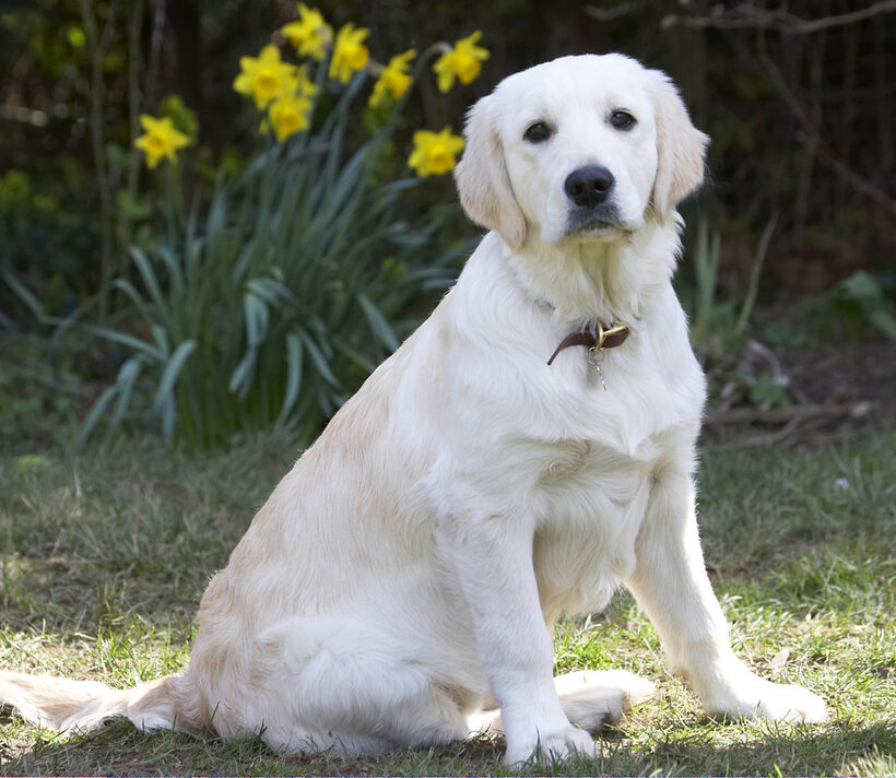Animal, Animals, Canine, Canines, Dog, Dogs, Golden Retriever, Hermes, Land Mammal, Land Mammals, Play, Playing, Playtime, Sit, Sitting, Terrestrial Mammal, Terrestrial Mammals