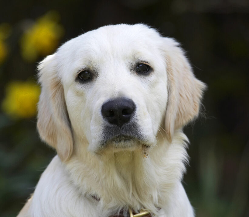 Animal, Animals, Canine, Canines, Dog, Dogs, Golden Retriever, Hermes, Land Mammal, Land Mammals, Play, Playing, Playtime, Terrestrial Mammal, Terrestrial Mammals