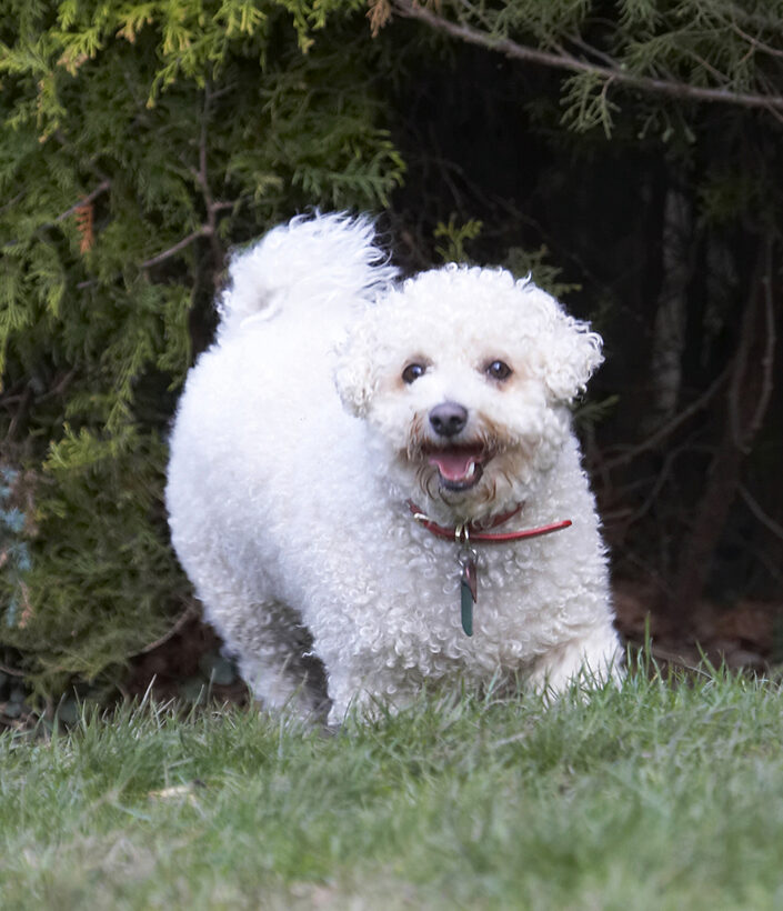 Animal, Animals, Arnie, Bichon Frise, Canine, Canines, Dog, Dogs, Land Mammal, Land Mammals, Play, Playing, Playtime, Smile, Smiling, Terrestrial Mammal, Terrestrial Mammals, Tongue