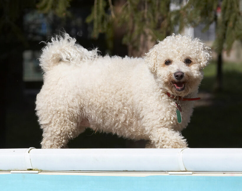 Animal, Animals, Arnie, Bichon Frise, Canine, Canines, Dog, Dogs, Land Mammal, Land Mammals, Play, Playing, Playtime, Smile, Smiling, Terrestrial Mammal, Terrestrial Mammals, Tongue