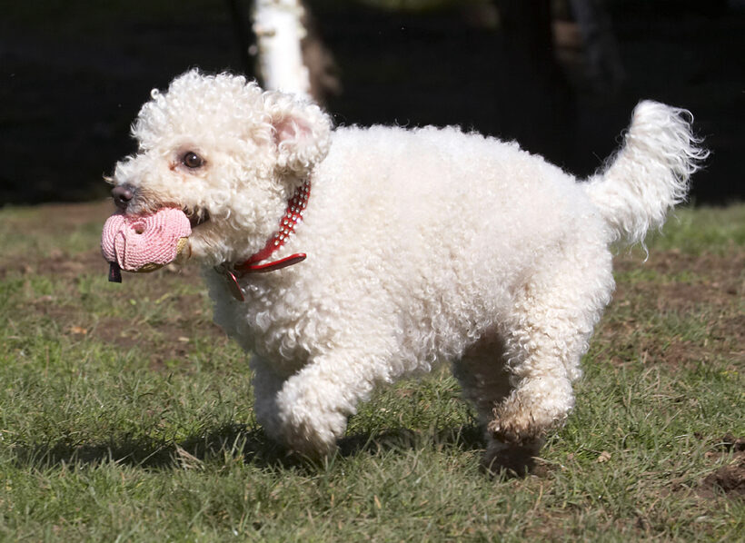 Animal, Animals, Arnie, Ball, Bichon Frise, Canine, Canines, Dog, Dogs, Land Mammal, Land Mammals, Play, Playing, Playtime, Terrestrial Mammal, Terrestrial Mammals