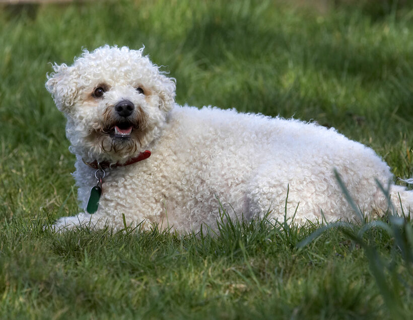 Animal, Animals, Arnie, Bichon Frise, Canine, Canines, Dog, Dogs, Land Mammal, Land Mammals, Play, Playing, Playtime, Terrestrial Mammal, Terrestrial Mammals