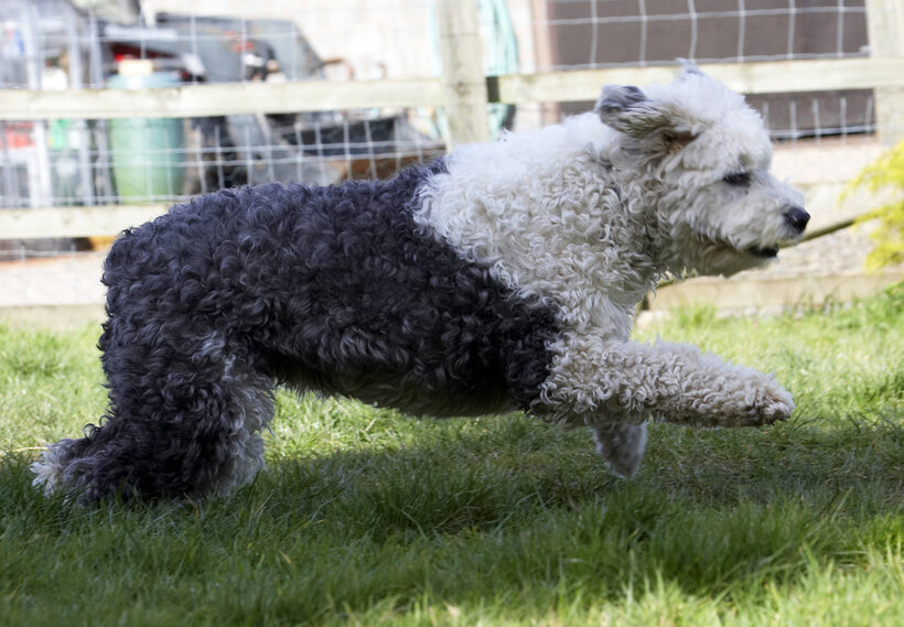 Animal, Animals, Canine, Canines, Dog, Dogs, Land Mammal, Land Mammals, Lucy, Old English Sheepdog, Play, Playing, Playtime, Run, Running, Terrestrial Mammal, Terrestrial Mammals