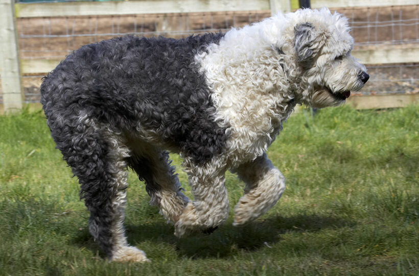 Animal, Animals, Canine, Canines, Dog, Dogs, Land Mammal, Land Mammals, Lucy, Old English Sheepdog, Play, Playing, Playtime, Run, Running, Terrestrial Mammal, Terrestrial Mammals