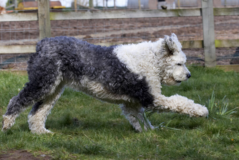 Animal, Animals, Canine, Canines, Dog, Dogs, Land Mammal, Land Mammals, Lucy, Old English Sheepdog, Play, Playing, Playtime, Run, Running, Terrestrial Mammal, Terrestrial Mammals