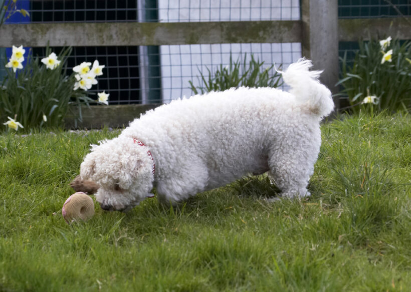 Animal, Animals, Arnie, Ball, Bichon Frise, Canine, Canines, Dog, Dogs, Land Mammal, Land Mammals, Play, Playing, Playtime, Terrestrial Mammal, Terrestrial Mammals