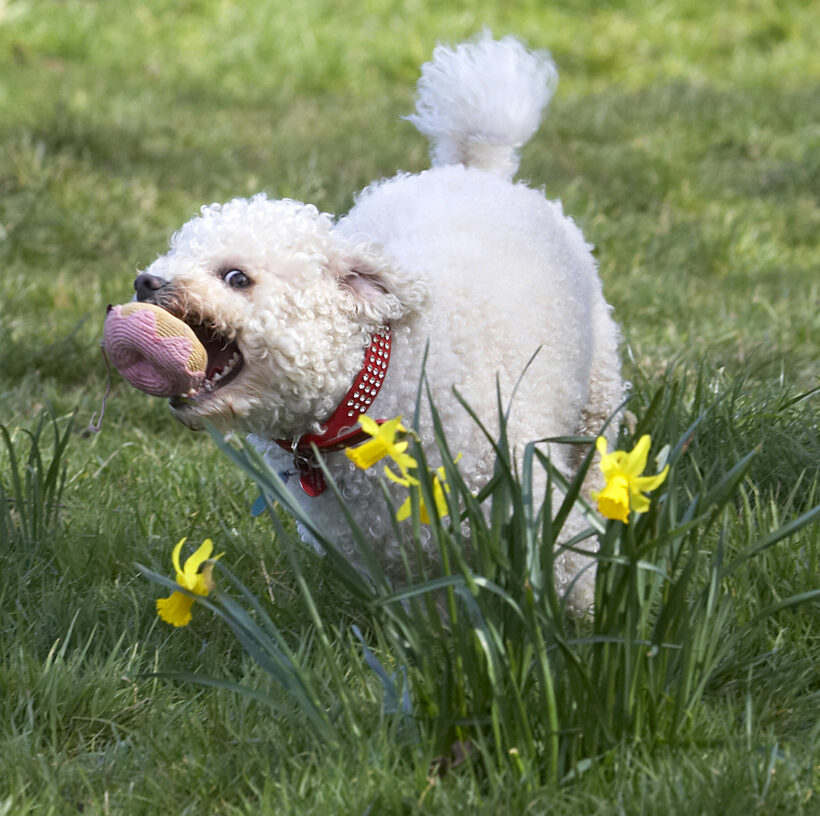 Canines, Old English Sheepdog, Lucy, Land Mammals, Land Mammal, Flowers, Flower, Dogs, Dog, Daffodils, Animal, Animals, Arnie, Ball, Bichon Frise, Canine, Play, Playing, Playtime, Run, Running, Terrestrial Mammal, Terrestrial Mammals