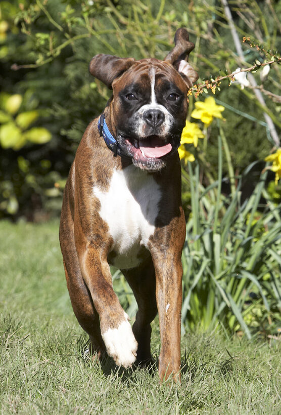 Alfie, Animal, Animals, Boxer, Boxers, Canine, Canines, Dog, Dogs, Land Mammal, Land Mammals, Play, Playing, Playtime, Run, Running, Terrestrial Mammal, Terrestrial Mammals, Tongue