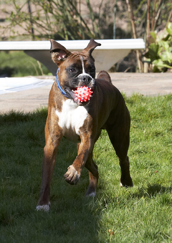 Alfie, Animal, Animals, Ball, Boxer, Boxers, Canine, Canines, Dog, Dogs, Land Mammal, Land Mammals, Play, Playing, Playtime, Run, Running, Terrestrial Mammal, Terrestrial Mammals
