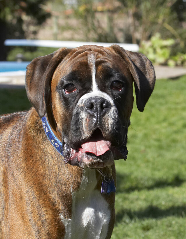 Alfie, Animal, Animals, Boxer, Boxers, Canine, Canines, Dog, Dogs, Land Mammal, Land Mammals, Play, Playing, Playtime, Terrestrial Mammal, Terrestrial Mammals, Tongue