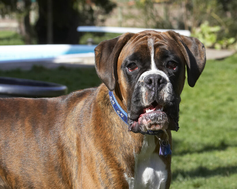 Alfie, Animal, Animals, Boxer, Boxers, Canine, Canines, Dog, Dogs, Land Mammal, Land Mammals, Play, Playing, Playtime, Terrestrial Mammal, Terrestrial Mammals