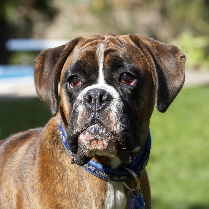 Alfie, Animal, Animals, Boxer, Boxers, Canine, Canines, Dog, Dogs, Land Mammal, Land Mammals, Play, Playing, Playtime, Terrestrial Mammal, Terrestrial Mammals