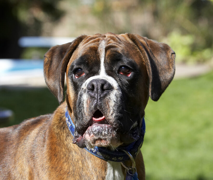 Alfie, Animal, Animals, Boxer, Boxers, Canine, Canines, Dog, Dogs, Land Mammal, Land Mammals, Play, Playing, Playtime, Terrestrial Mammal, Terrestrial Mammals