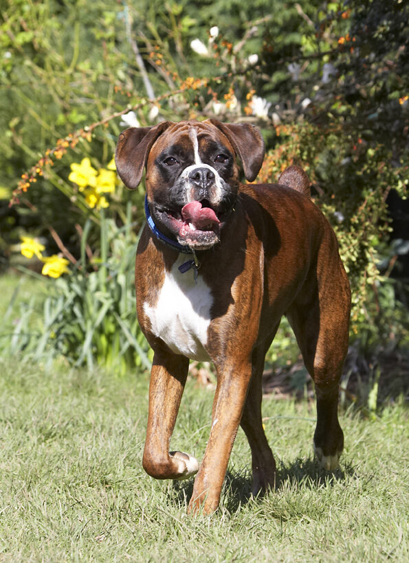 Alfie, Animal, Animals, Boxer, Boxers, Canine, Canines, Dog, Dogs, Land Mammal, Land Mammals, Play, Playing, Playtime, Run, Running, Terrestrial Mammal, Terrestrial Mammals, Tongue