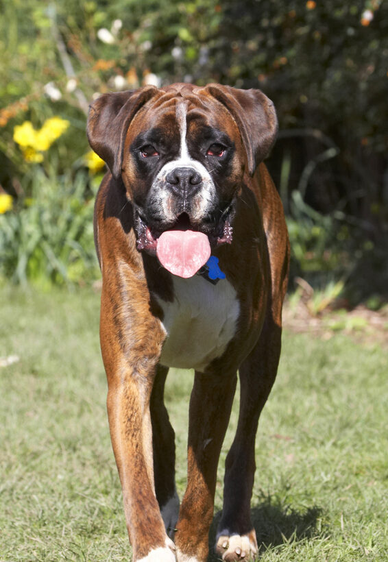 Alfie, Animal, Animals, Boxer, Boxers, Canine, Canines, Dog, Dogs, Land Mammal, Land Mammals, Play, Playing, Playtime, Terrestrial Mammal, Terrestrial Mammals, Tongue