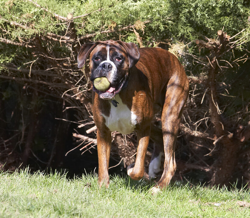 Alfie, Animal, Animals, Ball, Boxer, Boxers, Canine, Canines, Dog, Dogs, Land Mammal, Land Mammals, Play, Playing, Playtime, Terrestrial Mammal, Terrestrial Mammals