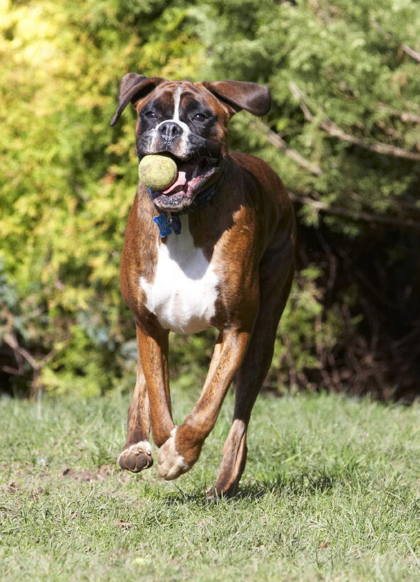 Alfie, Animal, Animals, Ball, Boxer, Boxers, Canine, Canines, Dog, Dogs, Land Mammal, Land Mammals, Play, Playing, Playtime, Run, Running, Terrestrial Mammal, Terrestrial Mammals