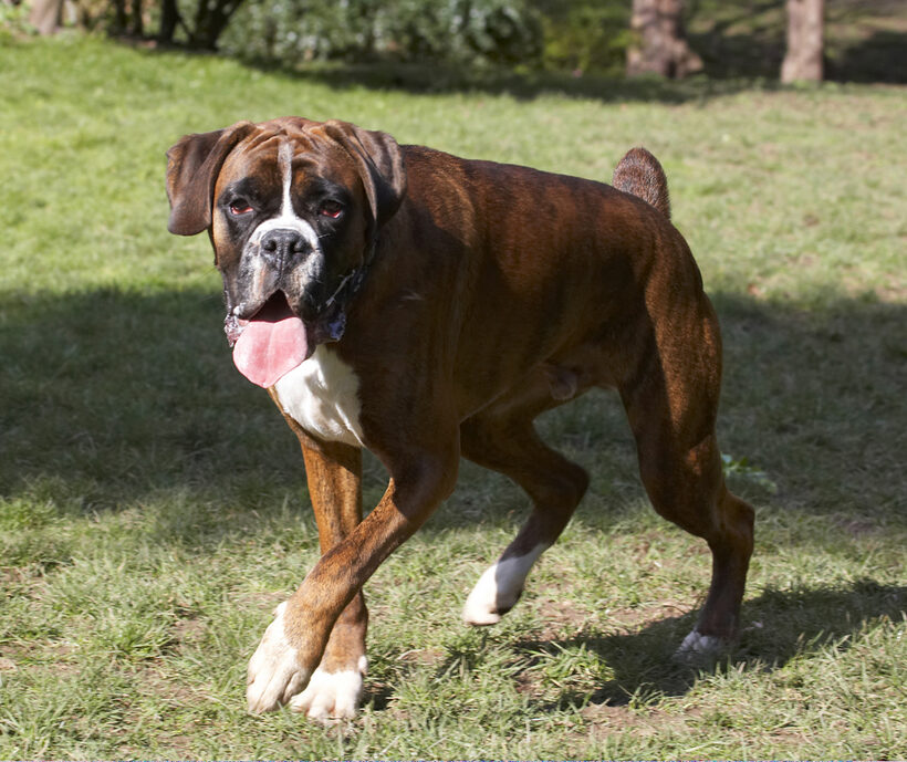 Alfie, Animal, Animals, Boxer, Boxers, Canine, Canines, Dog, Dogs, Land Mammal, Land Mammals, Play, Playing, Playtime, Terrestrial Mammal, Terrestrial Mammals, Tongue