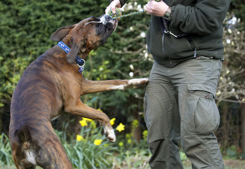 Alfie, Animal, Animals, Boxer, Boxers, Canine, Canines, Dog, Dogs, Land Mammal, Land Mammals, Play, Playing, Playtime, Terrestrial Mammal, Terrestrial Mammals, Tug-o-war
