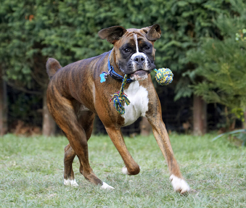 Alfie, Animal, Animals, Boxer, Boxers, Canine, Canines, Dog, Dogs, Land Mammal, Land Mammals, Play, Playing, Playtime, Terrestrial Mammal, Terrestrial Mammals