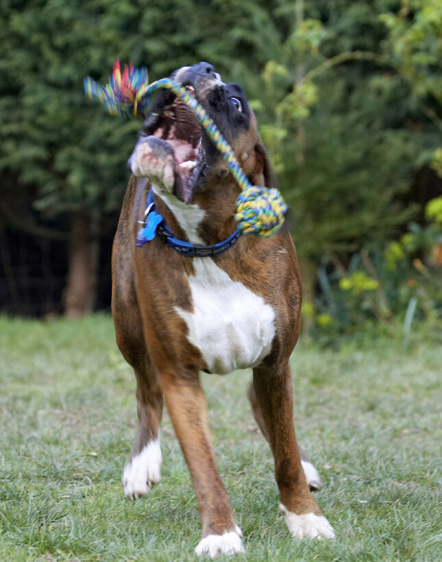 Alfie, Animal, Animals, Boxer, Boxers, Canine, Canines, Dog, Dogs, Land Mammal, Land Mammals, Play, Playing, Playtime, Terrestrial Mammal, Terrestrial Mammals