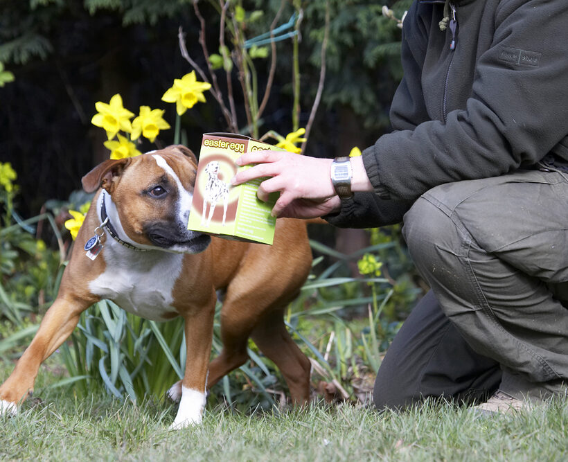 Animal, Animals, Canine, Canines, Dog, Dogs, Easter, Egg, Land Mammal, Land Mammals, Monty, Play, Playing, Playtime, Staffordshire Bull Terrier, Terrestrial Mammal, Terrestrial Mammals, Terriers