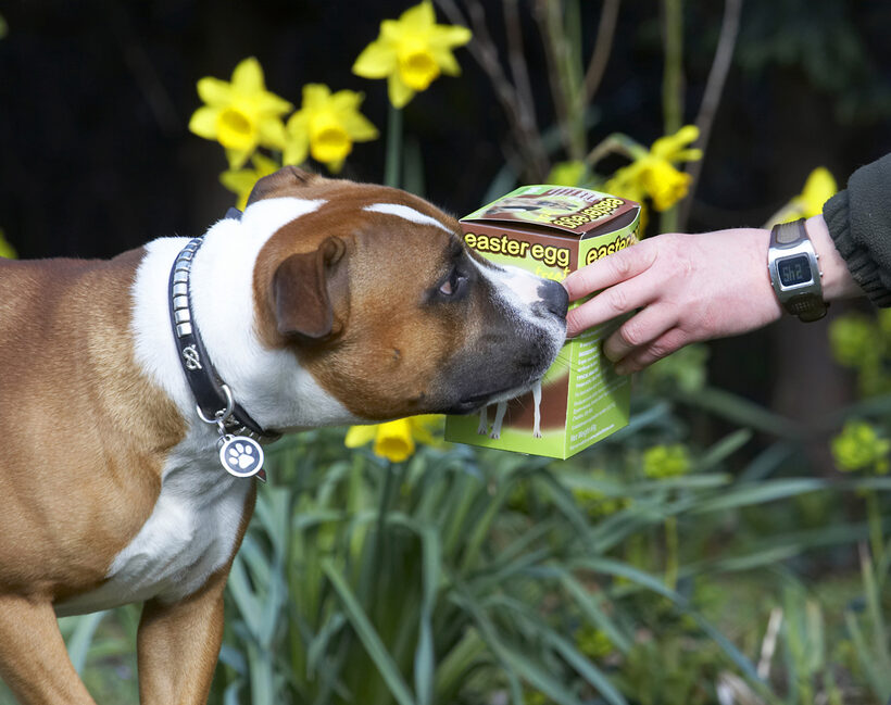 Animal, Animals, Canine, Canines, Dog, Dogs, Easter, Egg, Land Mammal, Land Mammals, Monty, Play, Playing, Playtime, Staffordshire Bull Terrier, Terrestrial Mammal, Terrestrial Mammals, Terriers