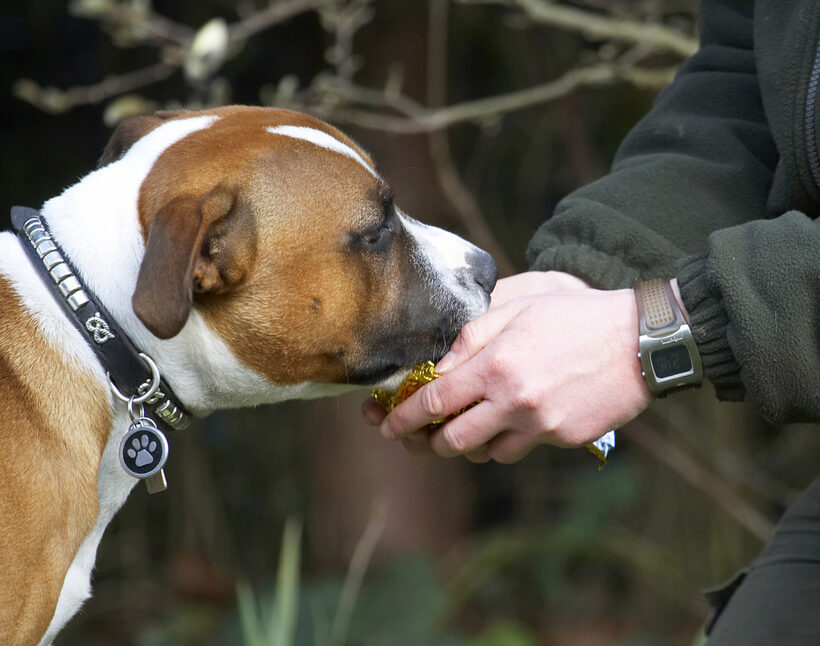 Animal, Animals, Canine, Canines, Dog, Dogs, Easter, Egg, Land Mammal, Land Mammals, Monty, Play, Playing, Playtime, Staffordshire Bull Terrier, Terrestrial Mammal, Terrestrial Mammals, Terriers