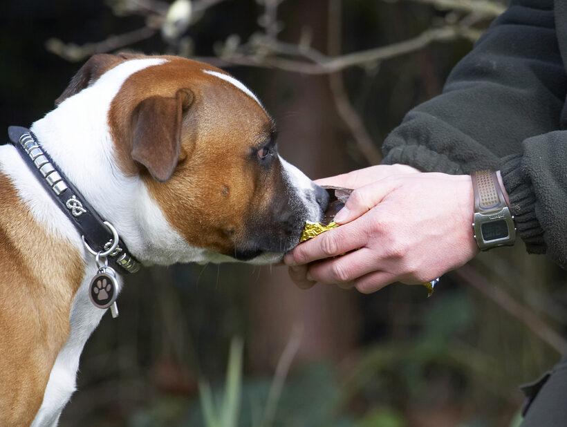Animal, Animals, Canine, Canines, Dog, Dogs, Easter, Egg, Land Mammal, Land Mammals, Monty, Play, Playing, Playtime, Staffordshire Bull Terrier, Terrestrial Mammal, Terrestrial Mammals, Terriers