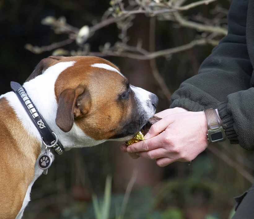 Animal, Animals, Canine, Canines, Dog, Dogs, Easter, Egg, Land Mammal, Land Mammals, Monty, Play, Playing, Playtime, Staffordshire Bull Terrier, Terrestrial Mammal, Terrestrial Mammals, Terriers