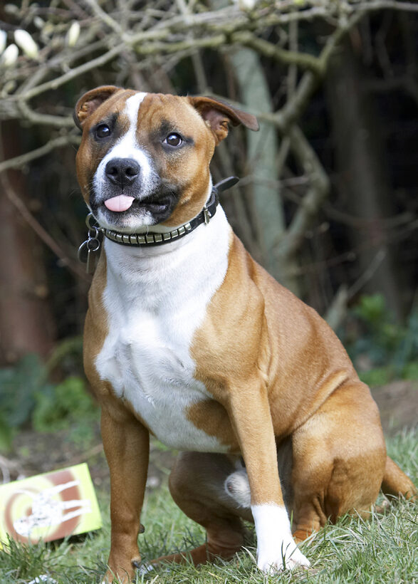 Animal, Animals, Canine, Canines, Dog, Dogs, Easter, Egg, Land Mammal, Land Mammals, Monty, Play, Playing, Playtime, Staffordshire Bull Terrier, Terrestrial Mammal, Terrestrial Mammals, Terriers, Tongue