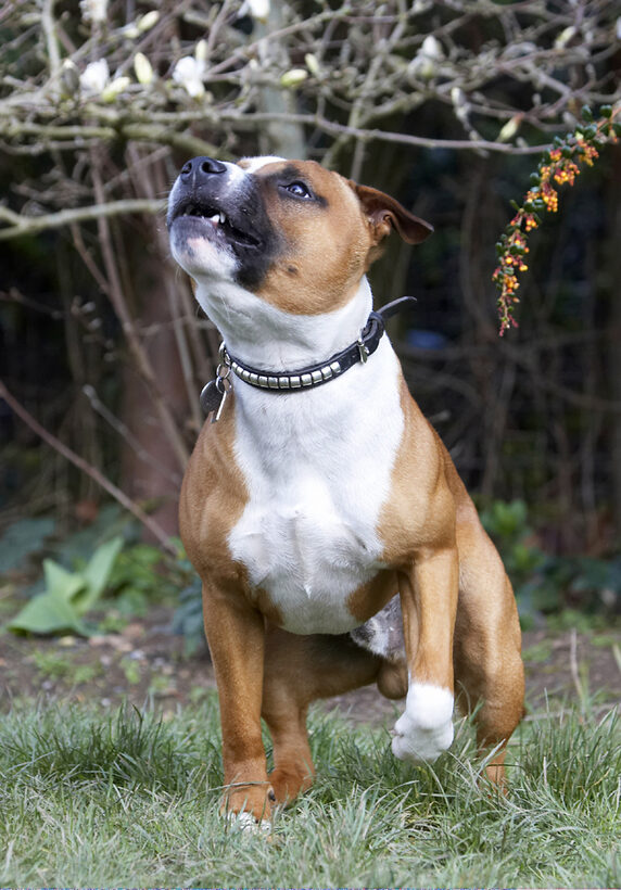 Animal, Animals, Canine, Canines, Dog, Dogs, Easter, Egg, Land Mammal, Land Mammals, Monty, Play, Playing, Playtime, Staffordshire Bull Terrier, Terrestrial Mammal, Terrestrial Mammals, Terriers