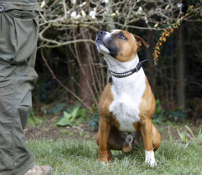 Animal, Animals, Canine, Canines, Dog, Dogs, Easter, Egg, Land Mammal, Land Mammals, Monty, Play, Playing, Playtime, Staffordshire Bull Terrier, Terrestrial Mammal, Terrestrial Mammals, Terriers