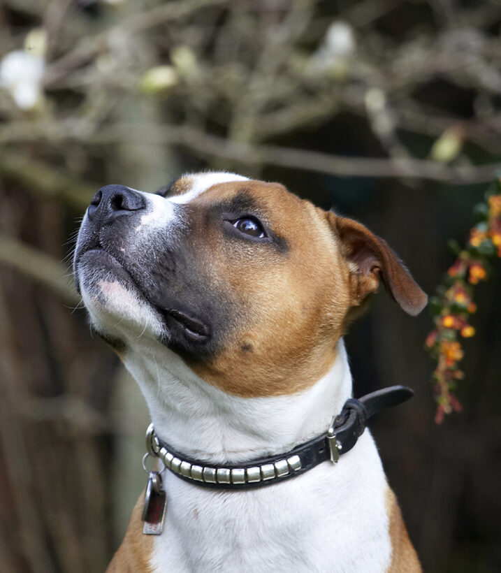 Animal, Animals, Canine, Canines, Dog, Dogs, Easter, Egg, Land Mammal, Land Mammals, Monty, Play, Playing, Playtime, Staffordshire Bull Terrier, Terrestrial Mammal, Terrestrial Mammals, Terriers
