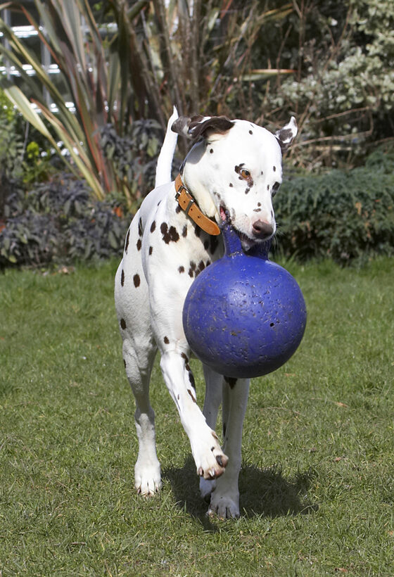 Animal, Animals, Ball, Canine, Canines, Dalmatian, Dalmatians, Dog, Dogs, Land Mammal, Land Mammals, MIA, Play, Playing, Playtime, Terrestrial Mammal, Terrestrial Mammals