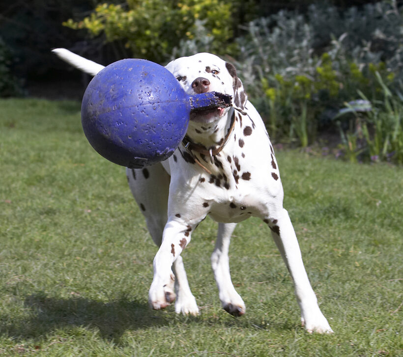 Animal, Animals, Ball, Canine, Canines, Dalmatian, Dalmatians, Dog, Dogs, Land Mammal, Land Mammals, MIA, Play, Playing, Playtime, Terrestrial Mammal, Terrestrial Mammals
