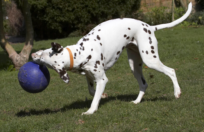 Animal, Animals, Ball, Canine, Canines, Dalmatian, Dalmatians, Dog, Dogs, Land Mammal, Land Mammals, MIA, Play, Playing, Playtime, Terrestrial Mammal, Terrestrial Mammals