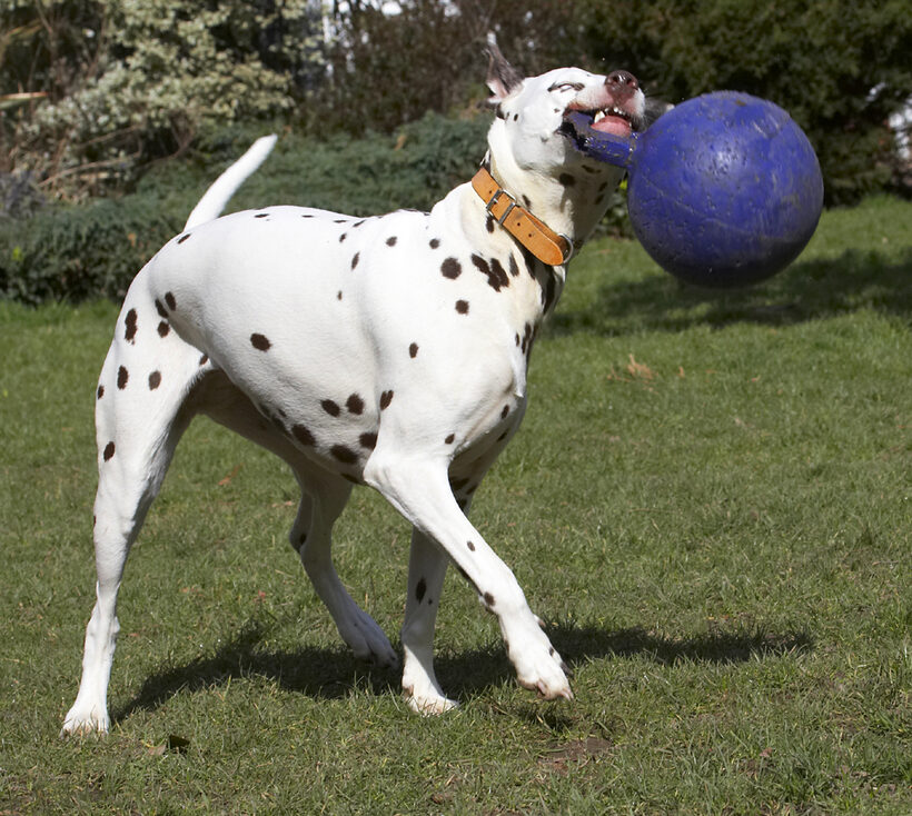 Animal, Animals, Ball, Canine, Canines, Dalmatian, Dalmatians, Dog, Dogs, Land Mammal, Land Mammals, MIA, Play, Playing, Playtime, Terrestrial Mammal, Terrestrial Mammals