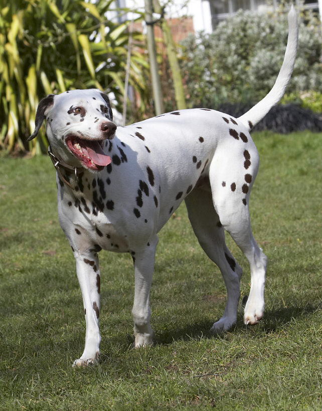 Animal, Animals, Ball, Canine, Canines, Dalmatian, Dalmatians, Dog, Dogs, Land Mammal, Land Mammals, MIA, Play, Playing, Playtime, Terrestrial Mammal, Terrestrial Mammals, Tongue