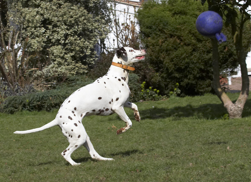 Animal, Animals, Ball, Canine, Canines, Dalmatian, Dalmatians, Dog, Dogs, Land Mammal, Land Mammals, MIA, Play, Playing, Playtime, Terrestrial Mammal, Terrestrial Mammals