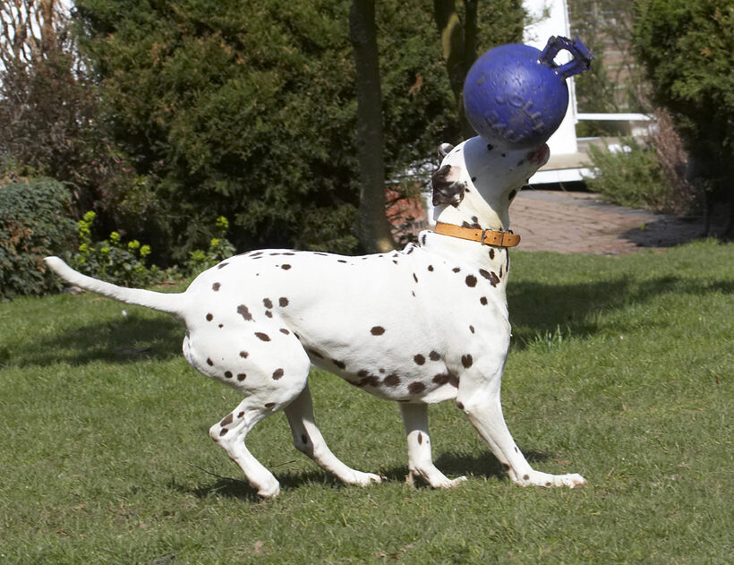 Animal, Animals, Ball, Canine, Canines, Dalmatian, Dalmatians, Dog, Dogs, Land Mammal, Land Mammals, MIA, Play, Playing, Playtime, Terrestrial Mammal, Terrestrial Mammals
